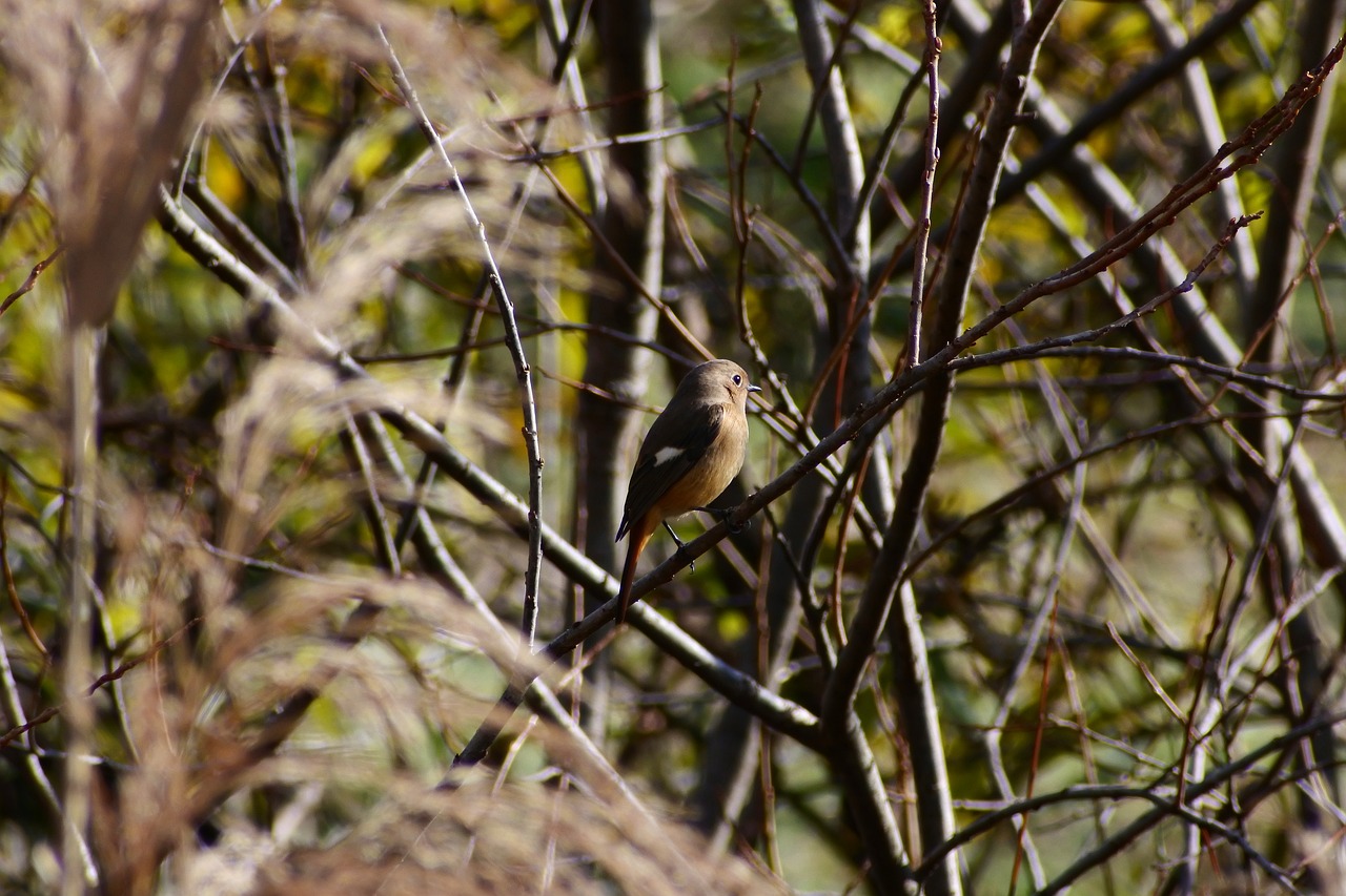 animal forest wood free photo