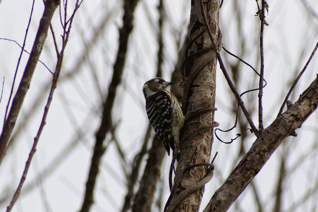 animal forest wood free photo