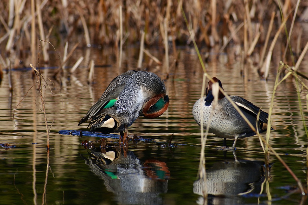 animal pond waterside free photo