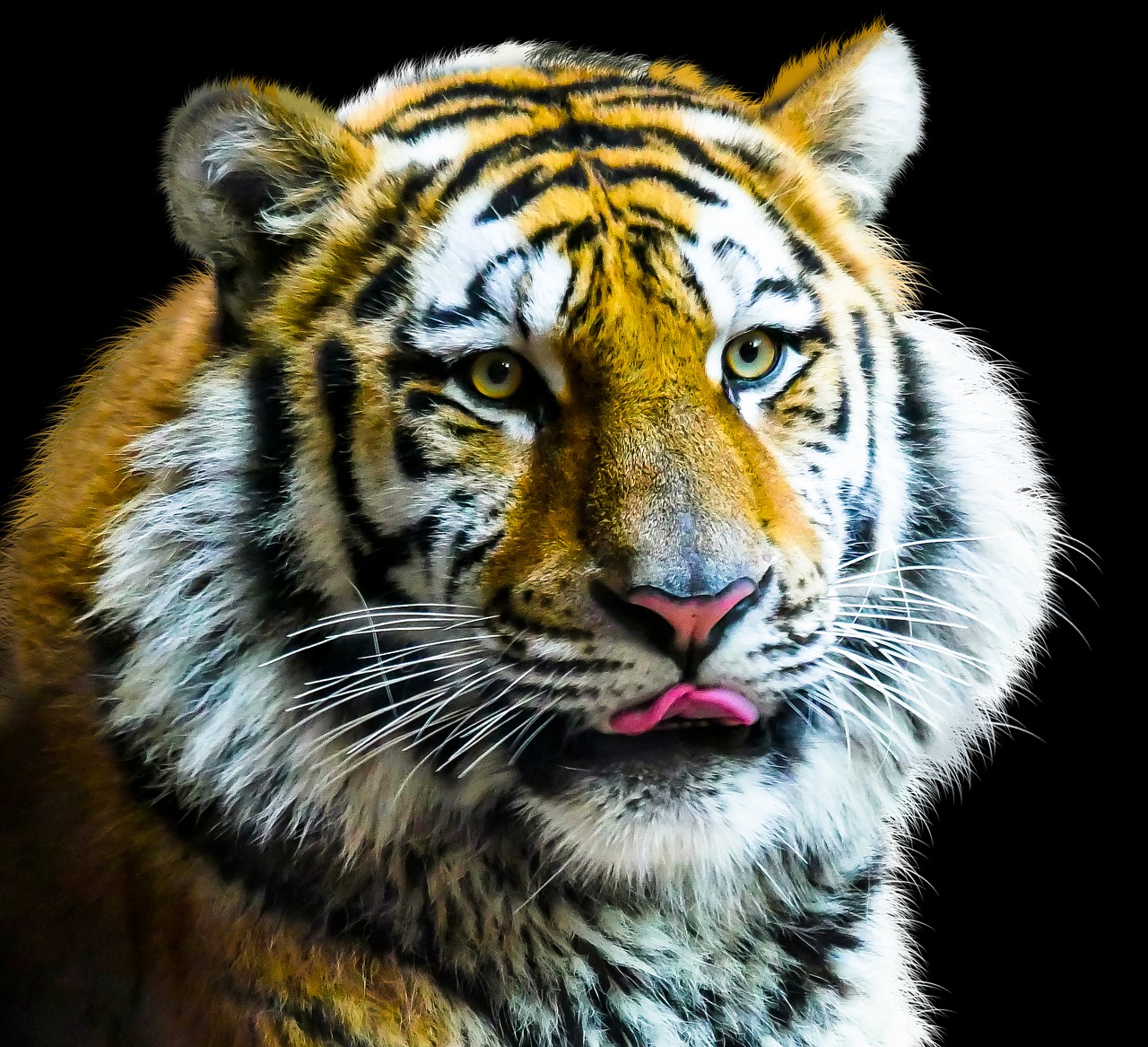 animal tiger cat free photo