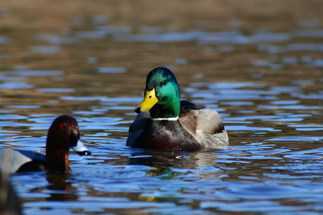 animal lake waterside free photo