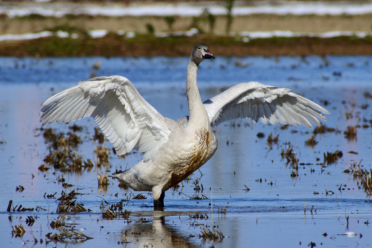 animal yamada's rice fields waterside free photo