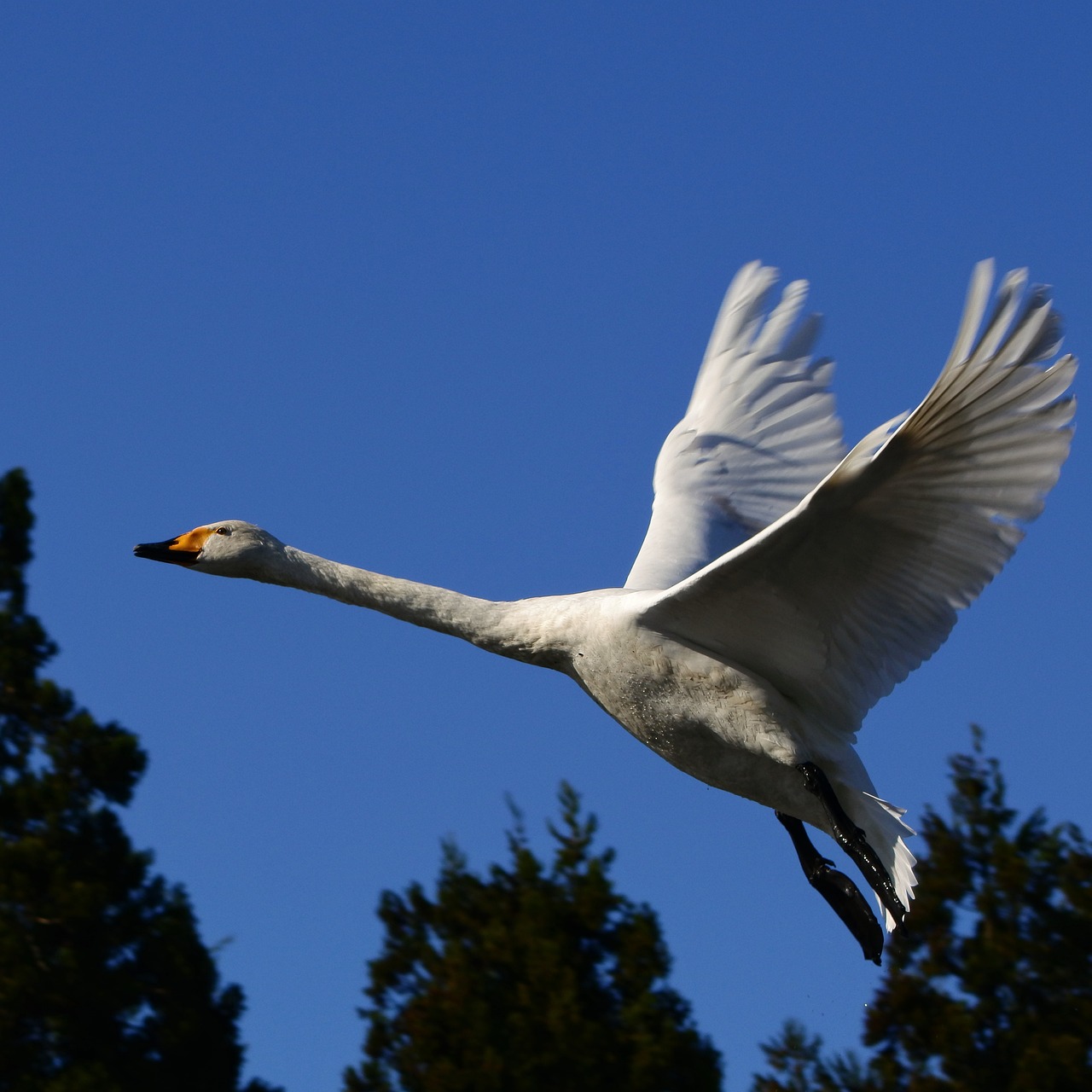 animal sky wood free photo