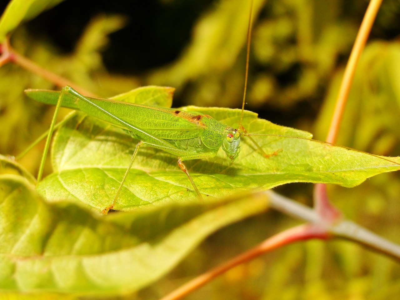 animal insect grasshopper free photo