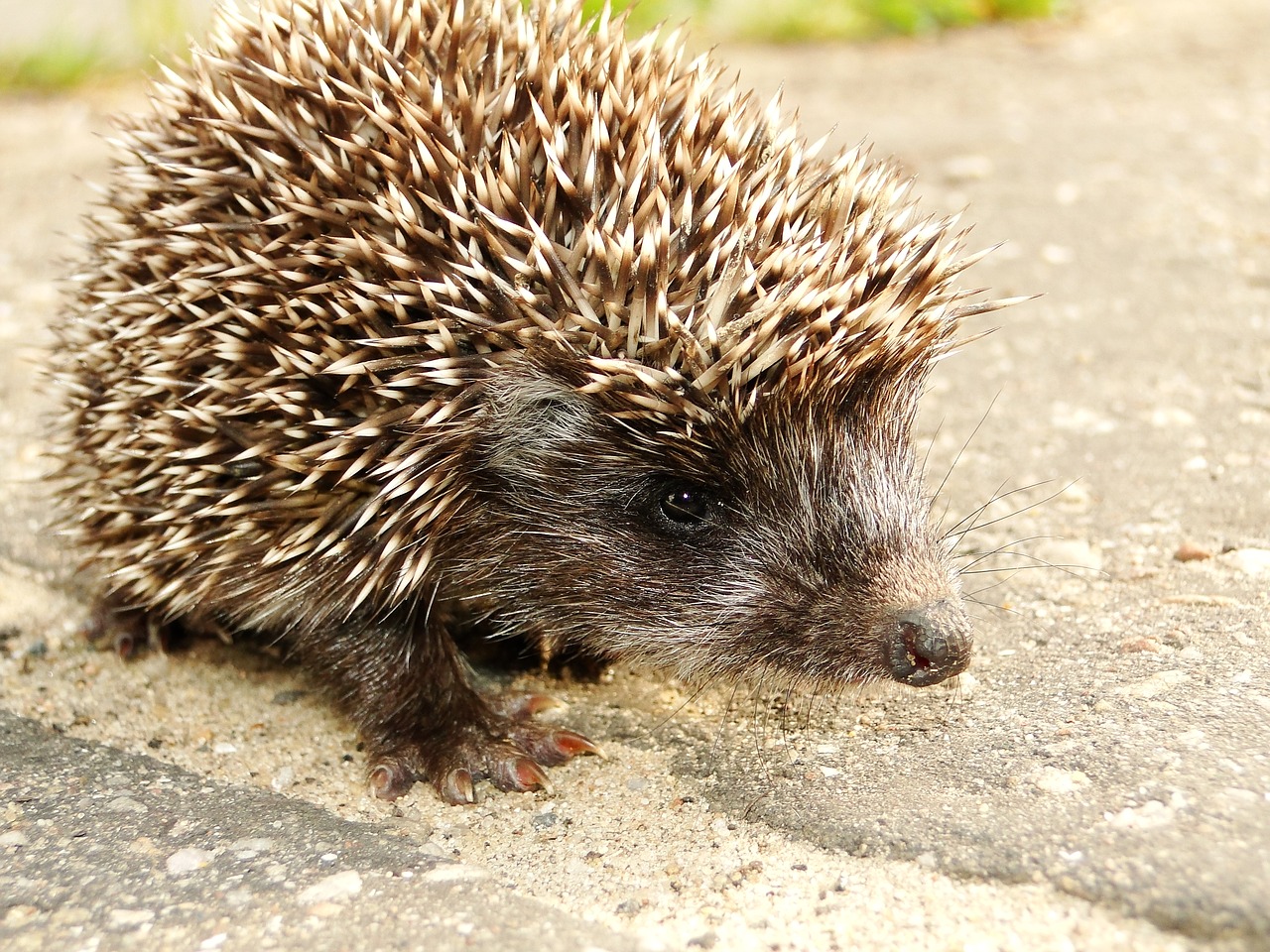 animal forest animal hedgehog free photo