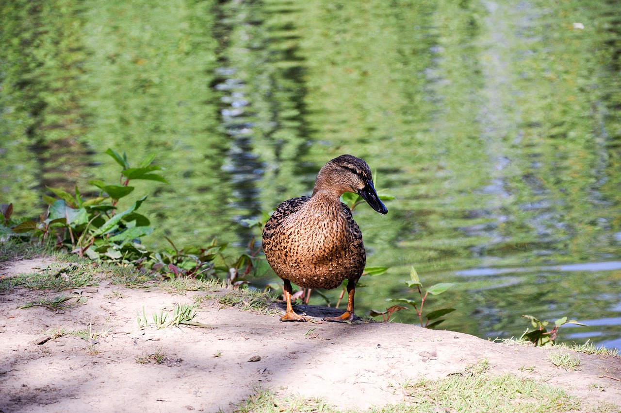 animal duck nature free photo