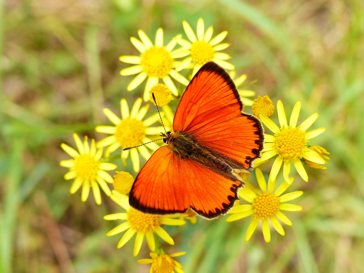 animal insect butterfly free photo