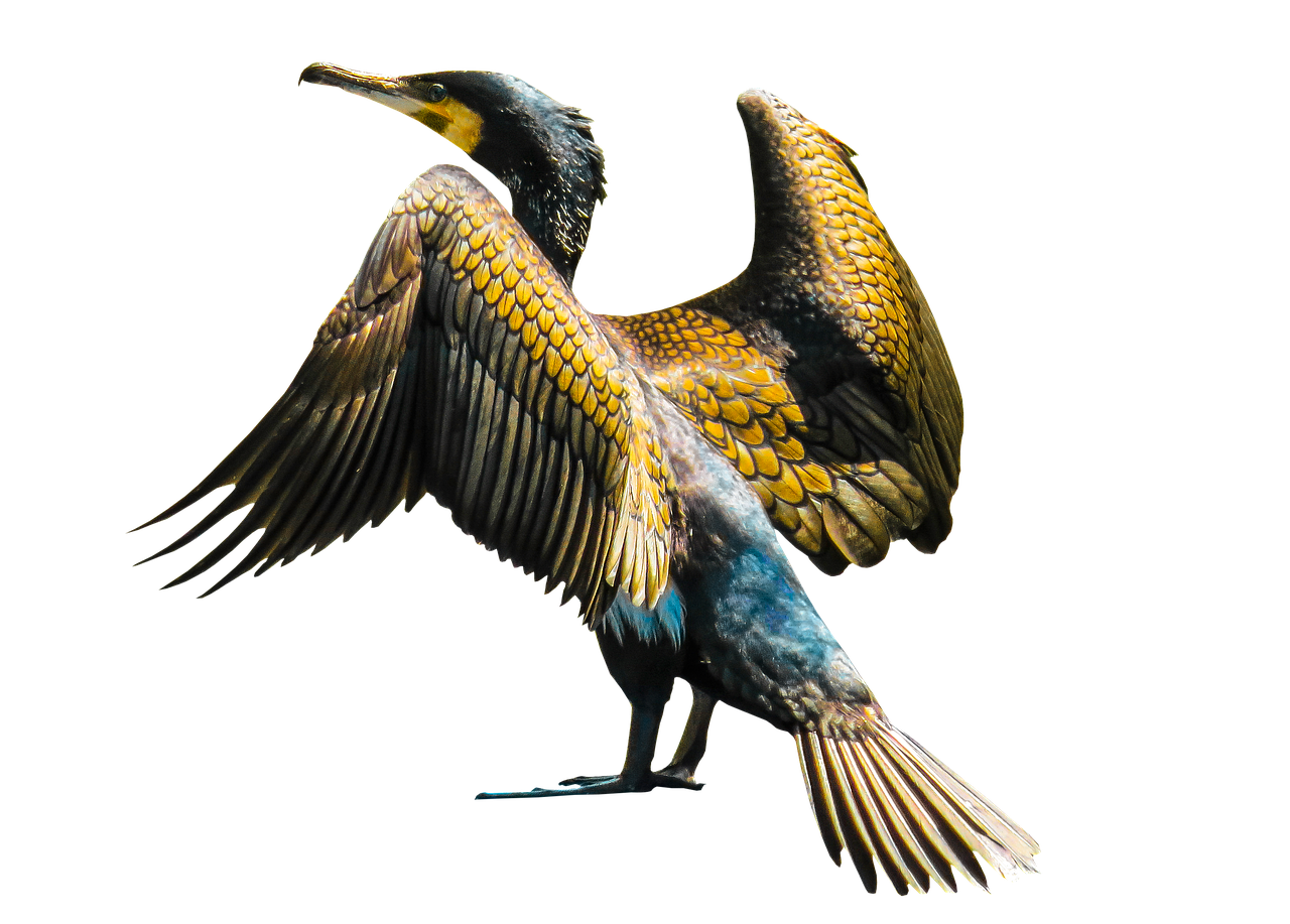 animal bird cormorant free photo