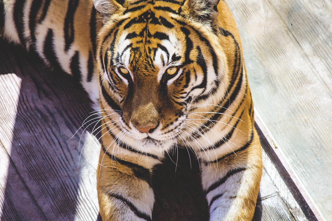 animal nature tiger free photo