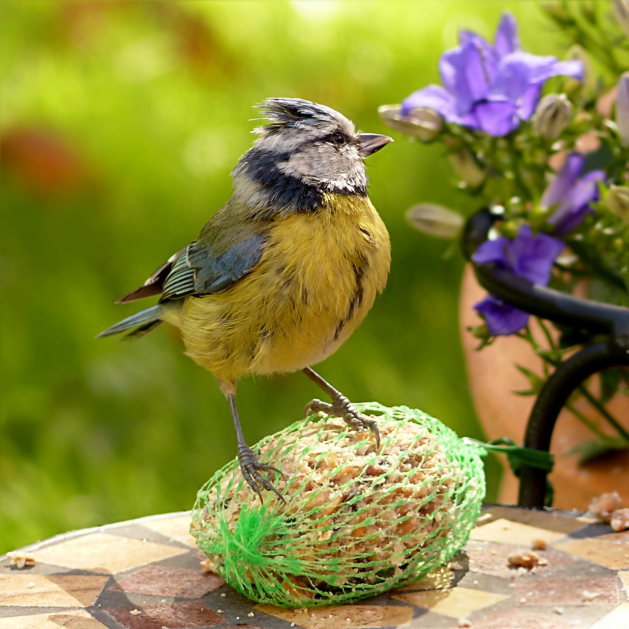 animal bird tit free photo