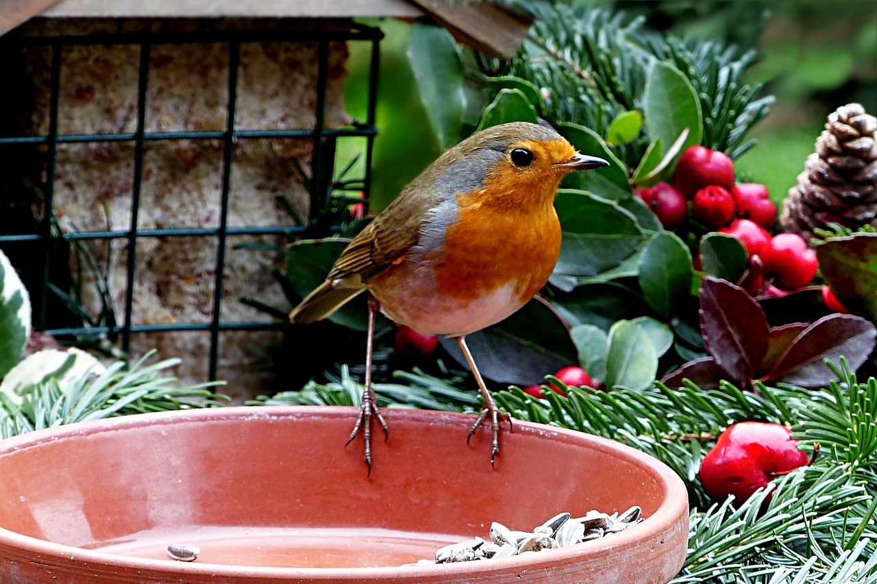 animal bird robin free photo