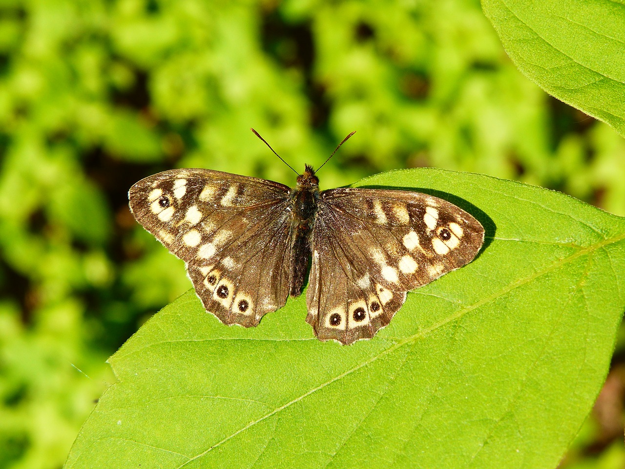 animal insect butterfly free photo