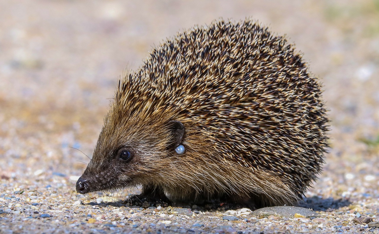 animal hedgehog spur free photo