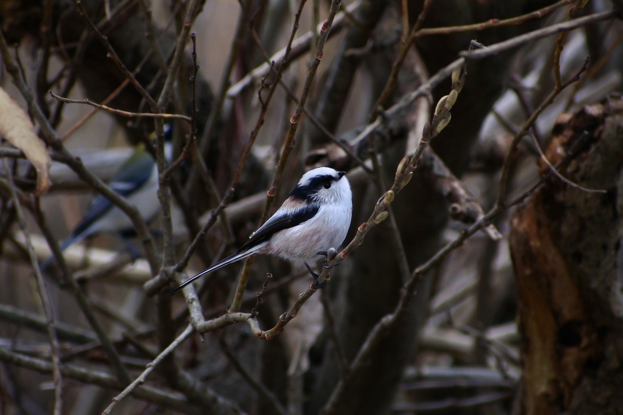 animal forest wood free photo