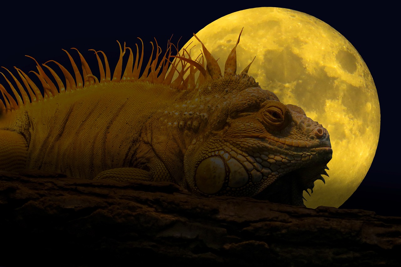 animal lizard iguana free photo