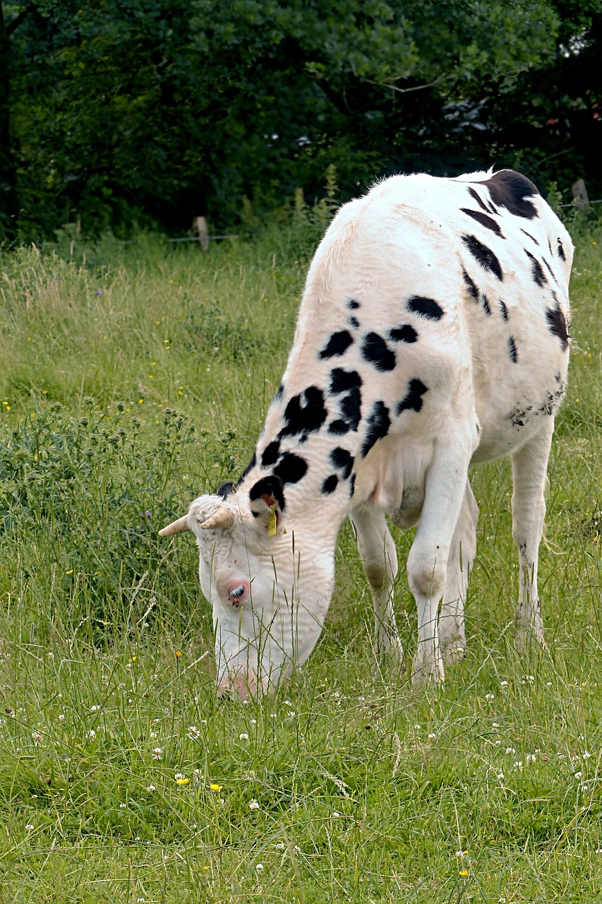 animal beef calf free photo