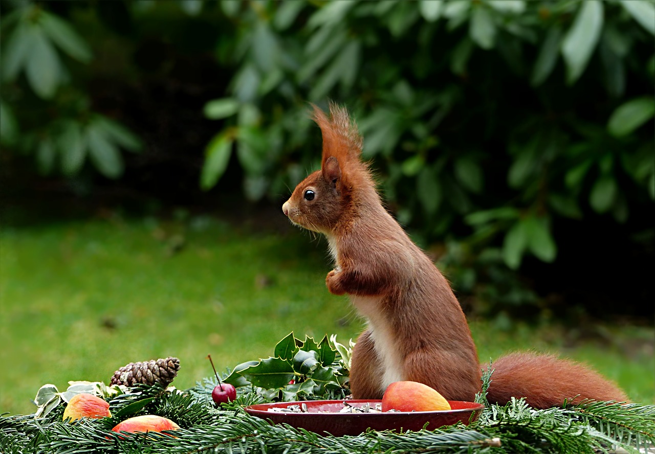 animal squirrel sciurus vulgaris major free photo