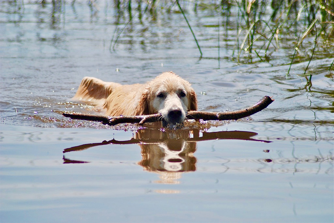 animal water nature free photo