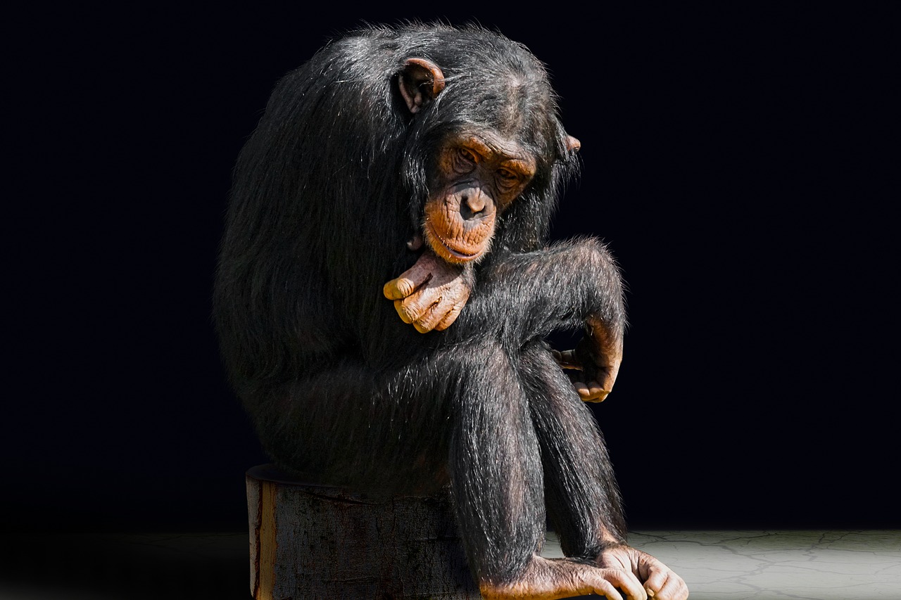 animal primate monkey free photo