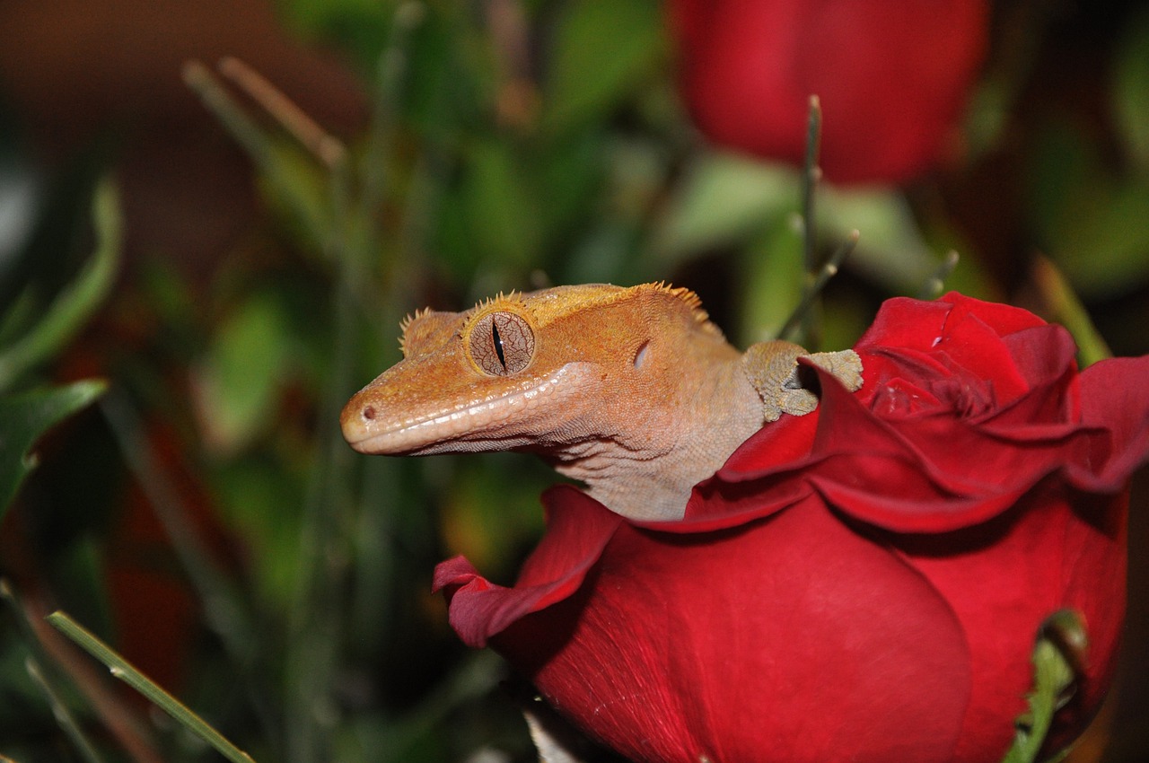 animal lizard gecko free photo