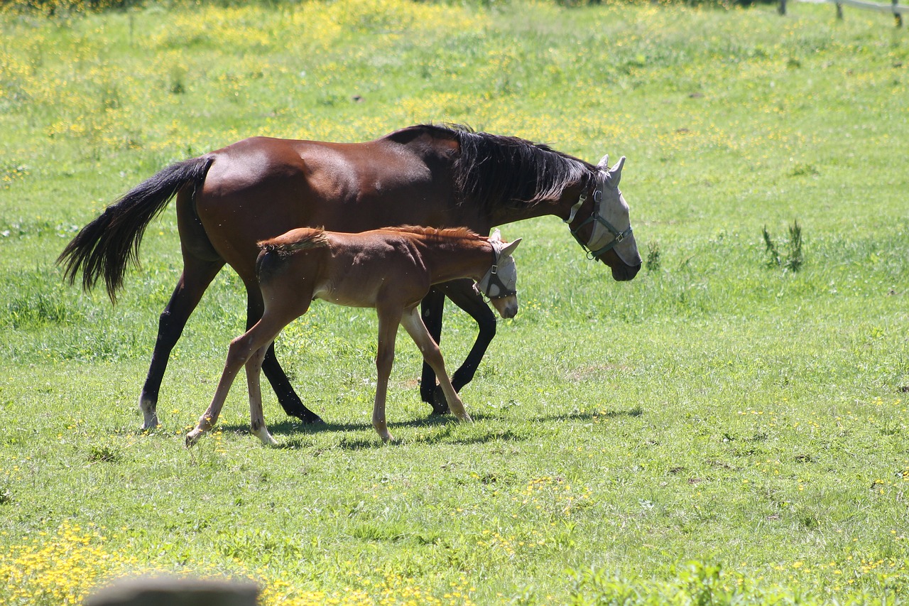 animal mammal grass free photo