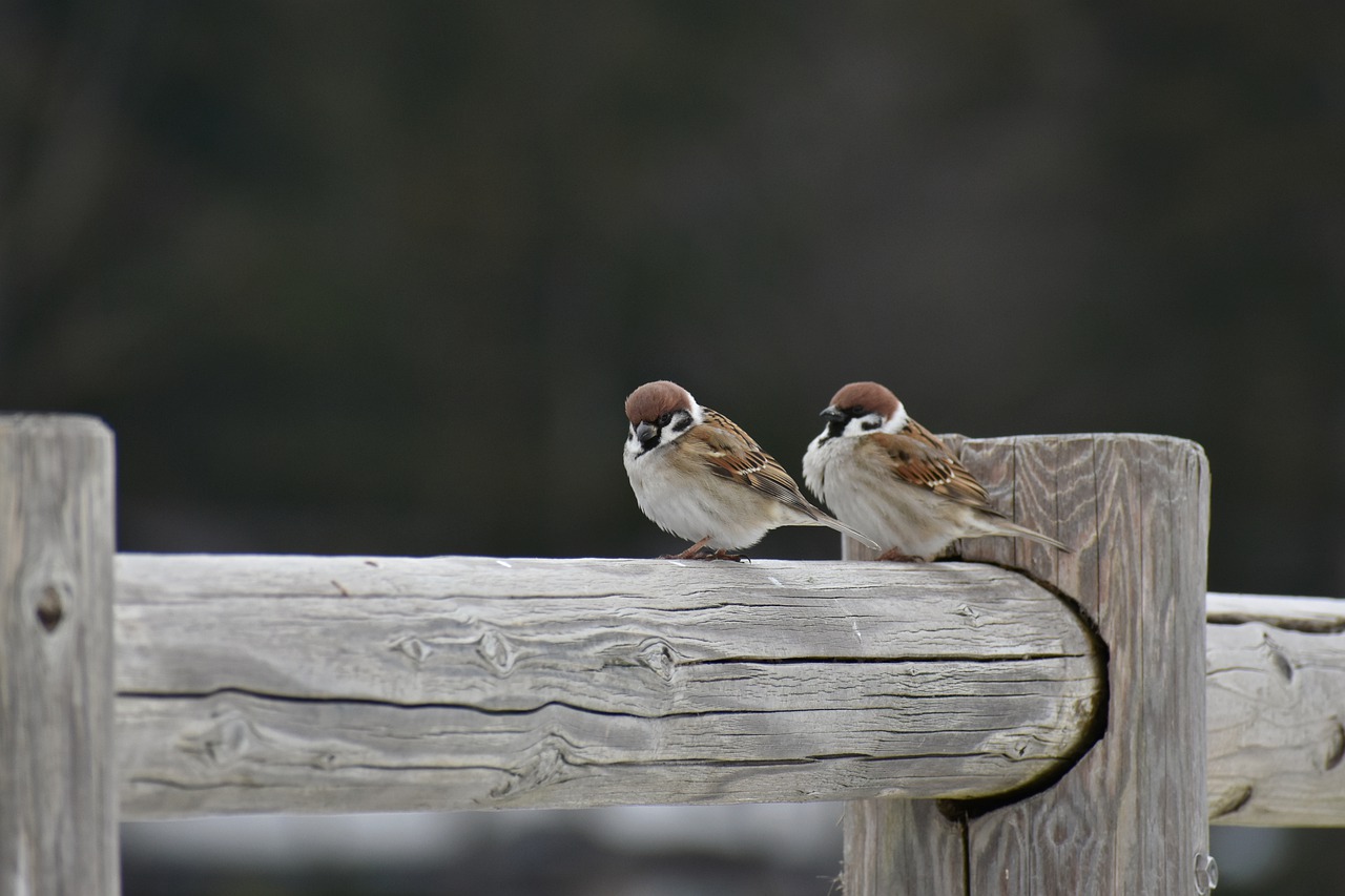 animal wood bird free photo