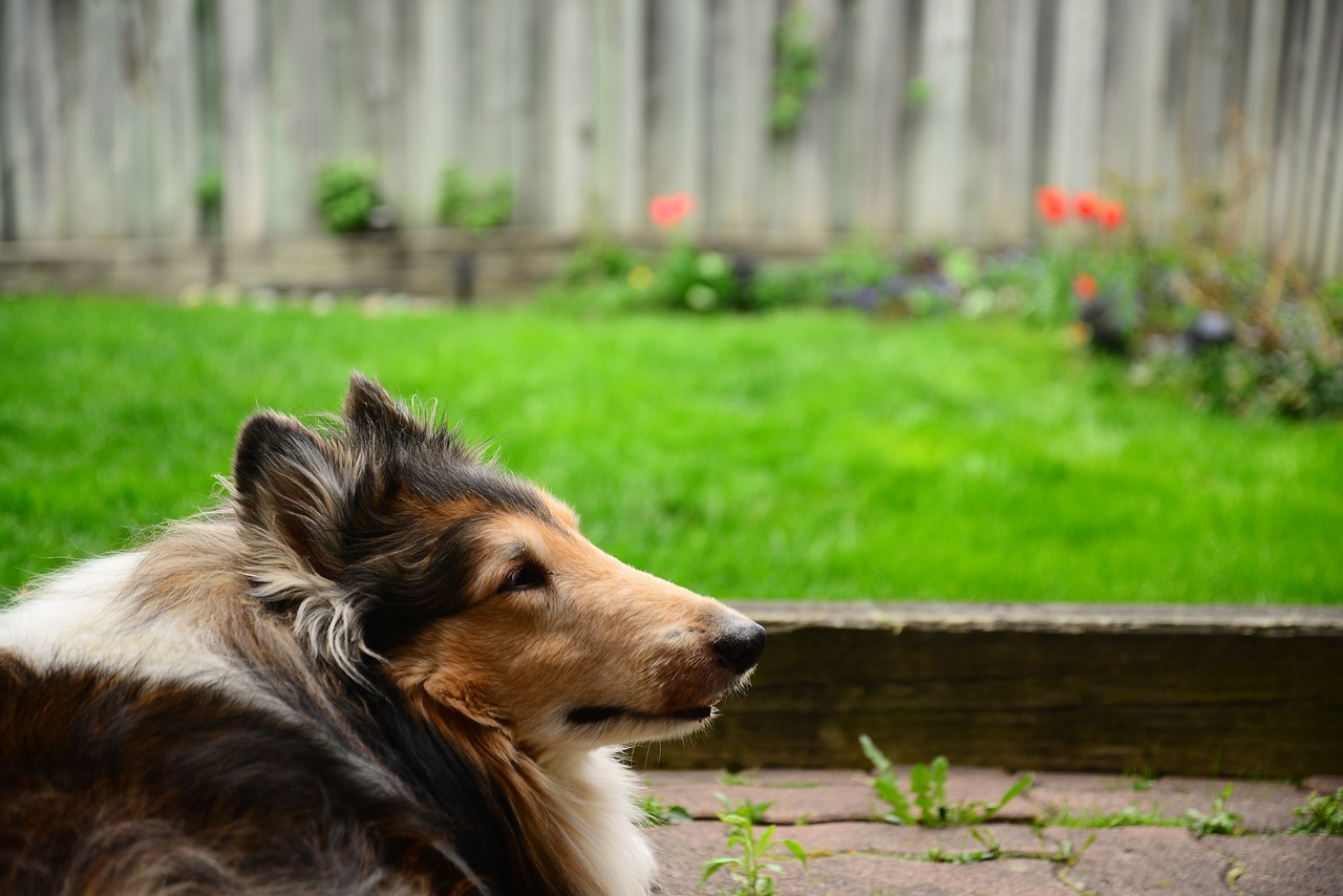 animal lawn nature free photo