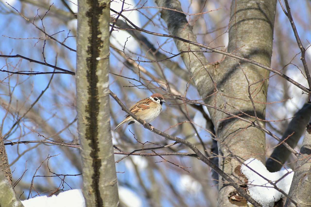 animal forest wood free photo