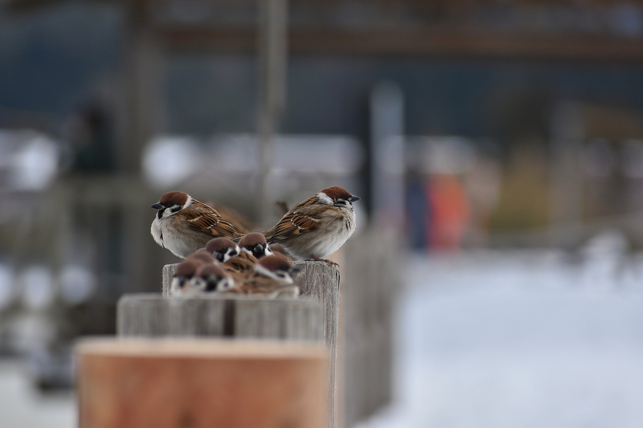 animal wood bird free photo