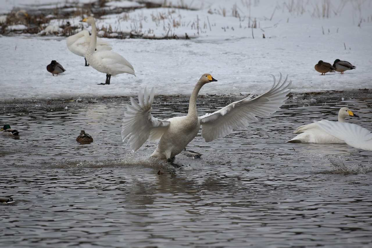 animal lake waterside free photo