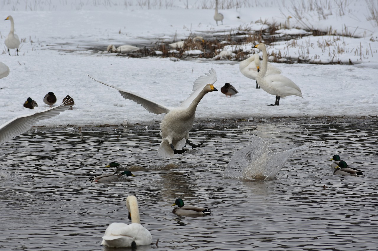 animal lake waterside free photo