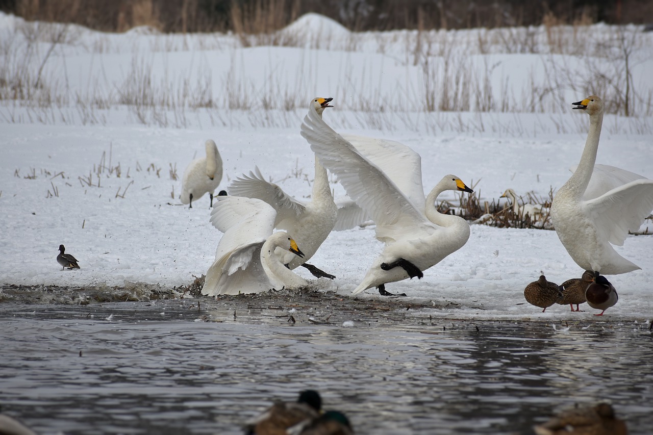 animal lake waterside free photo