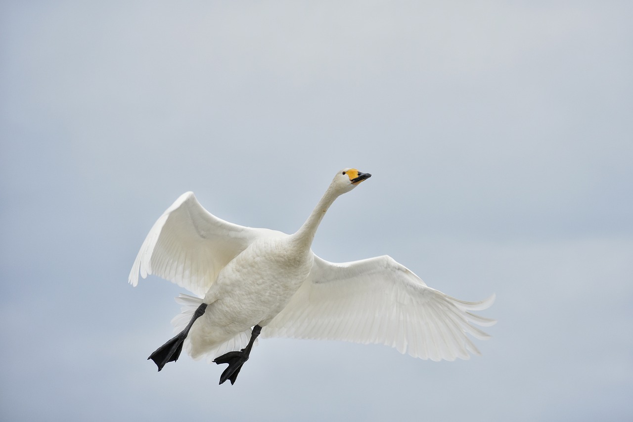 animal sky bird free photo