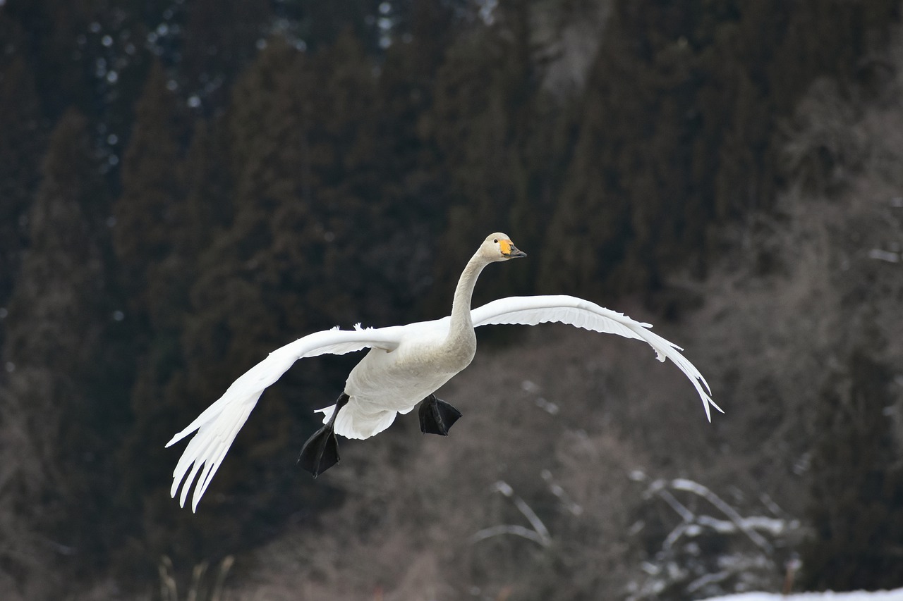 animal wood bird free photo