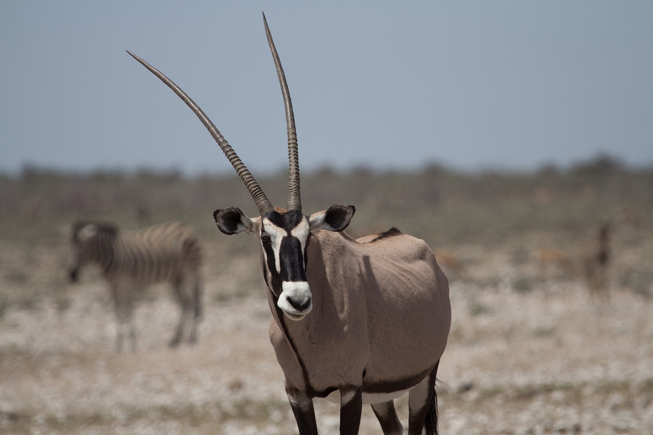 animal animal world antelope free photo