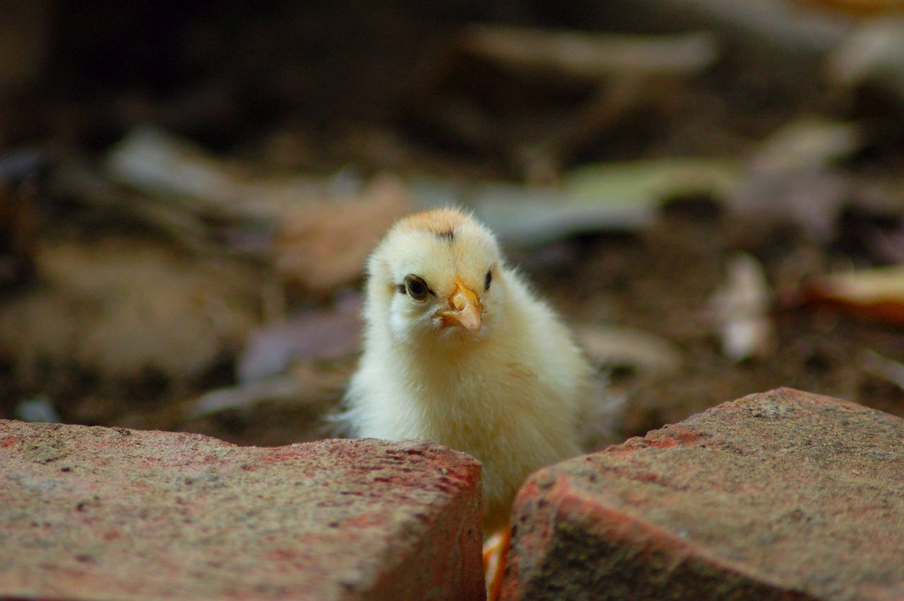 animal compact chicken free photo