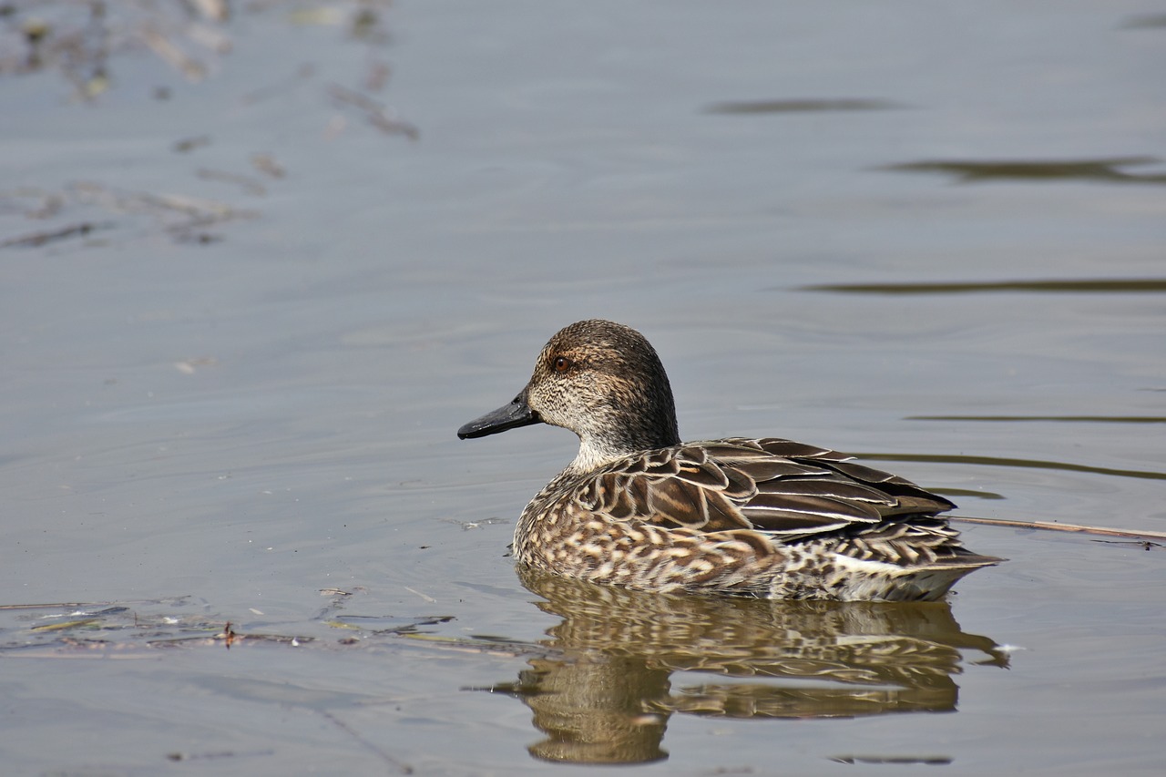 animal lake waterside free photo