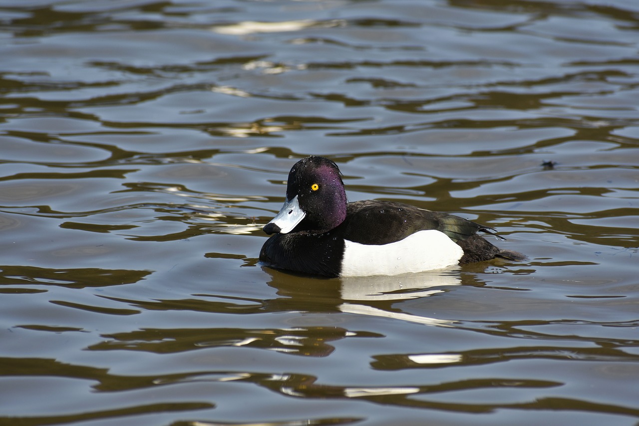 animal lake waterside free photo