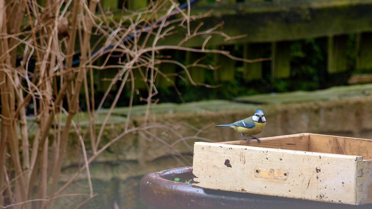 animal bird tit free photo