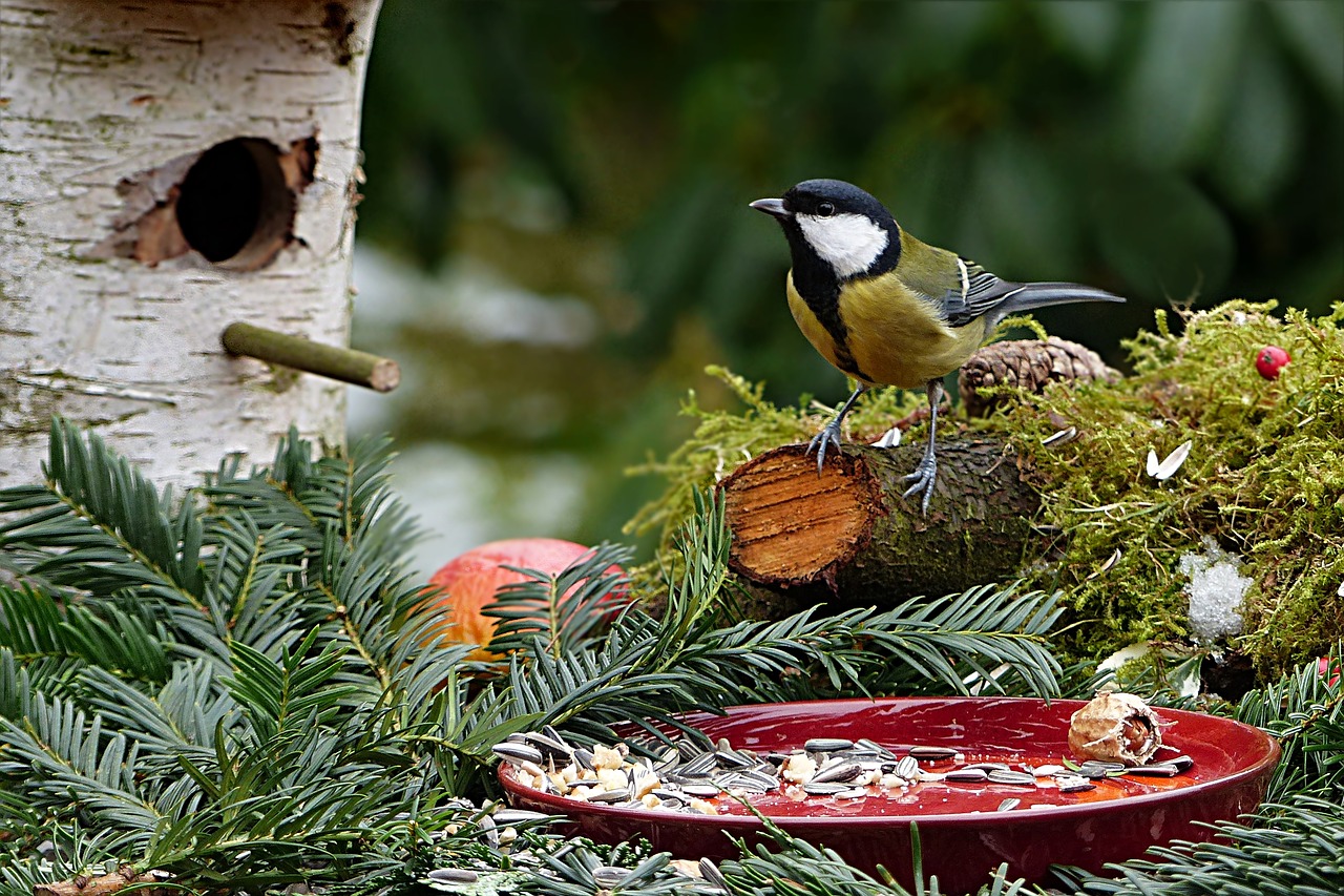 animal bird tit free photo