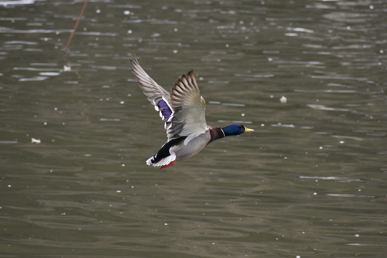 animal lake waterside free photo