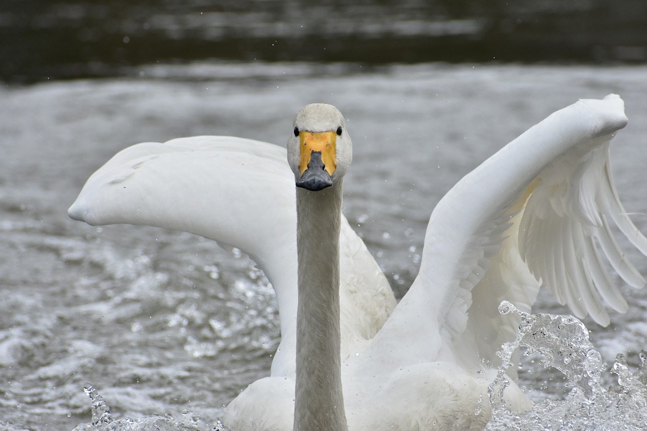 animal lake waterside free photo