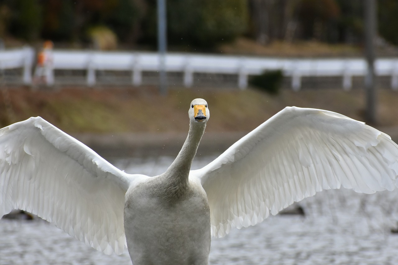 animal lake waterside free photo