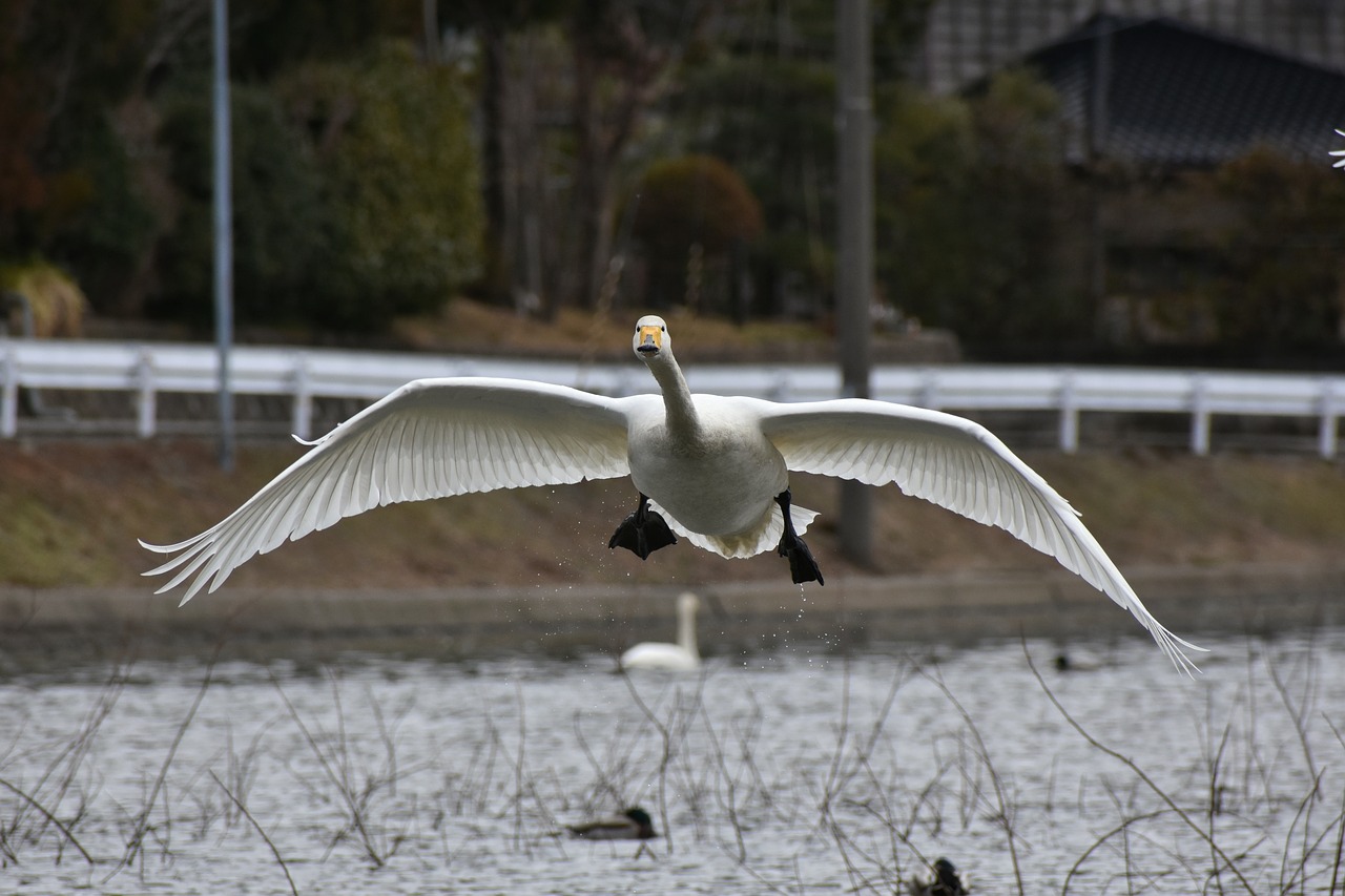 animal lake waterside free photo