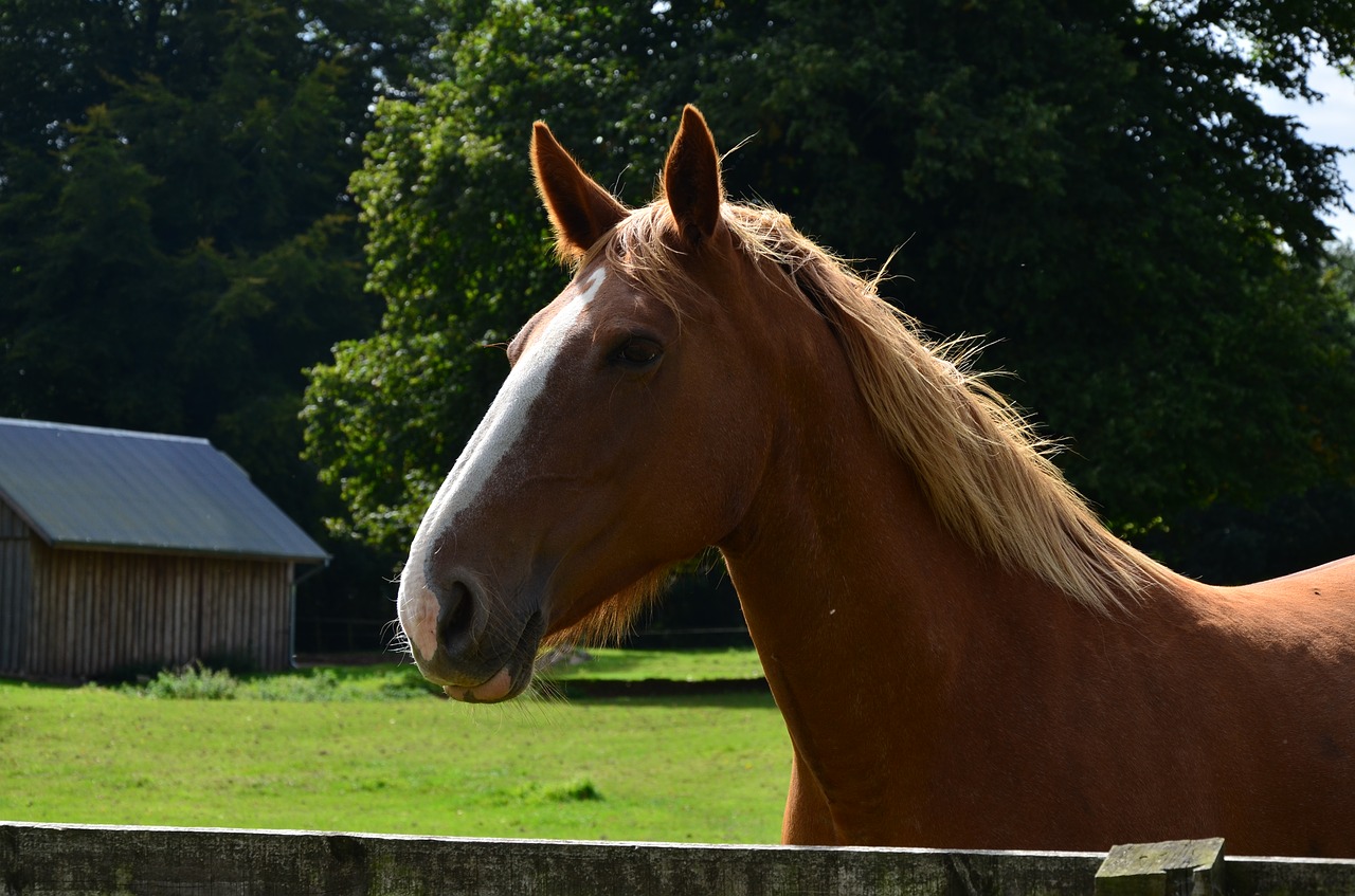 animal farm horse free photo