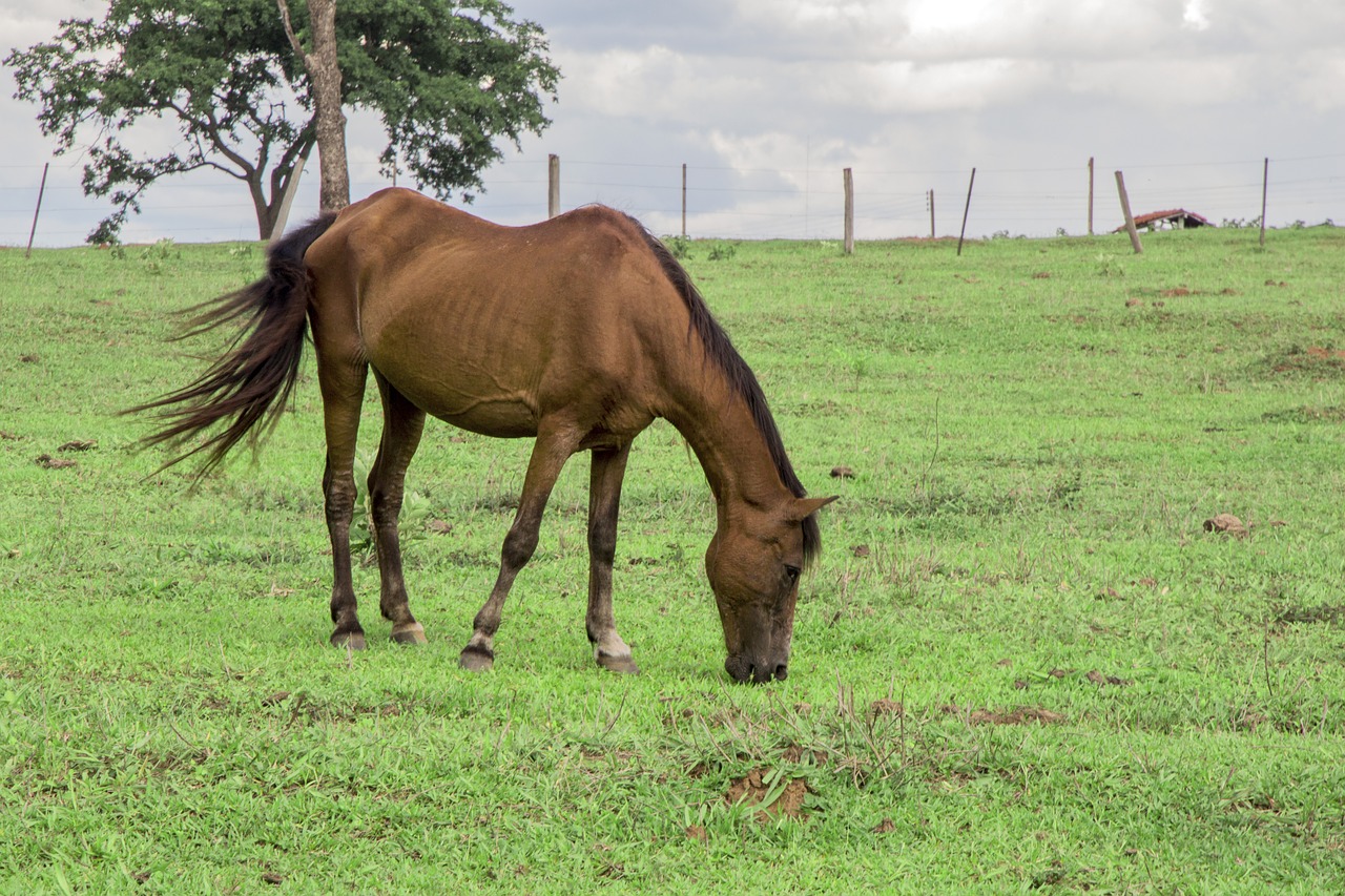 animal horse field free photo