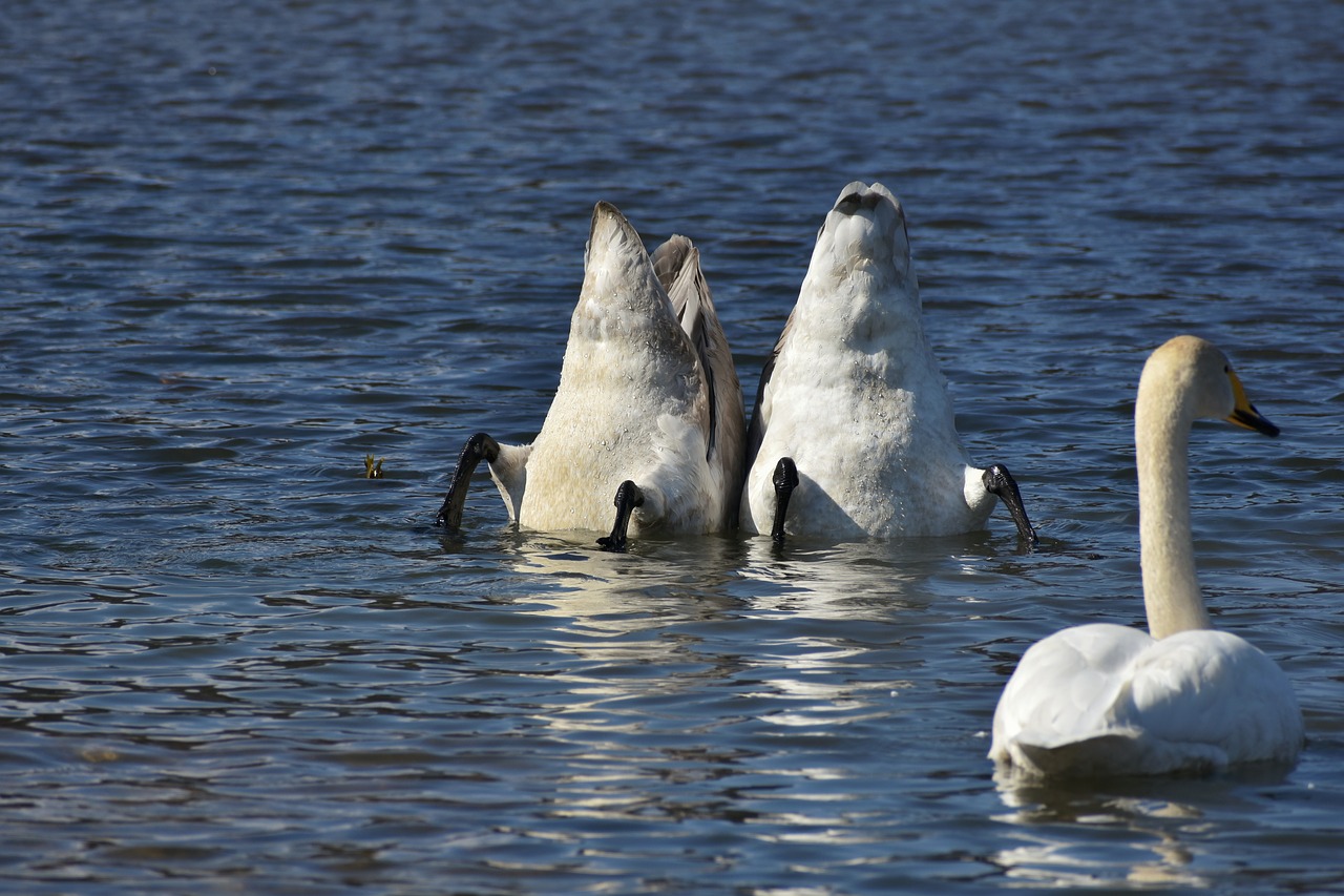 animal lake waterside free photo