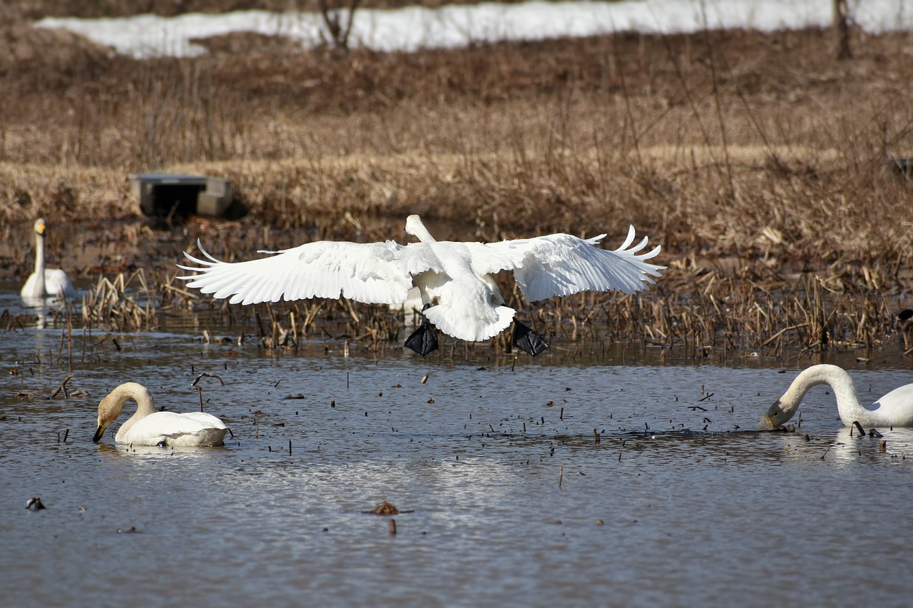 animal lake waterside free photo