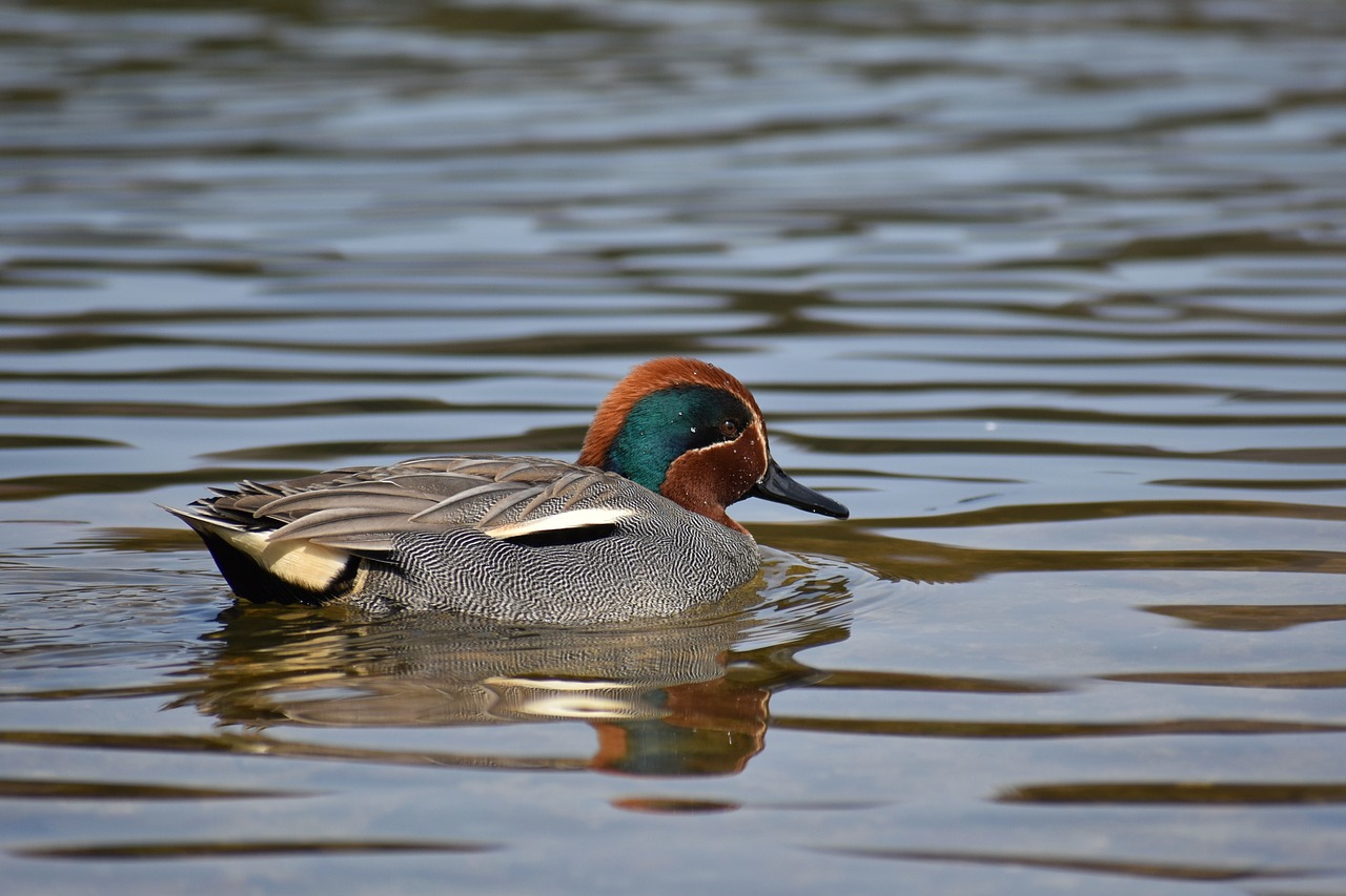 animal lake waterside free photo