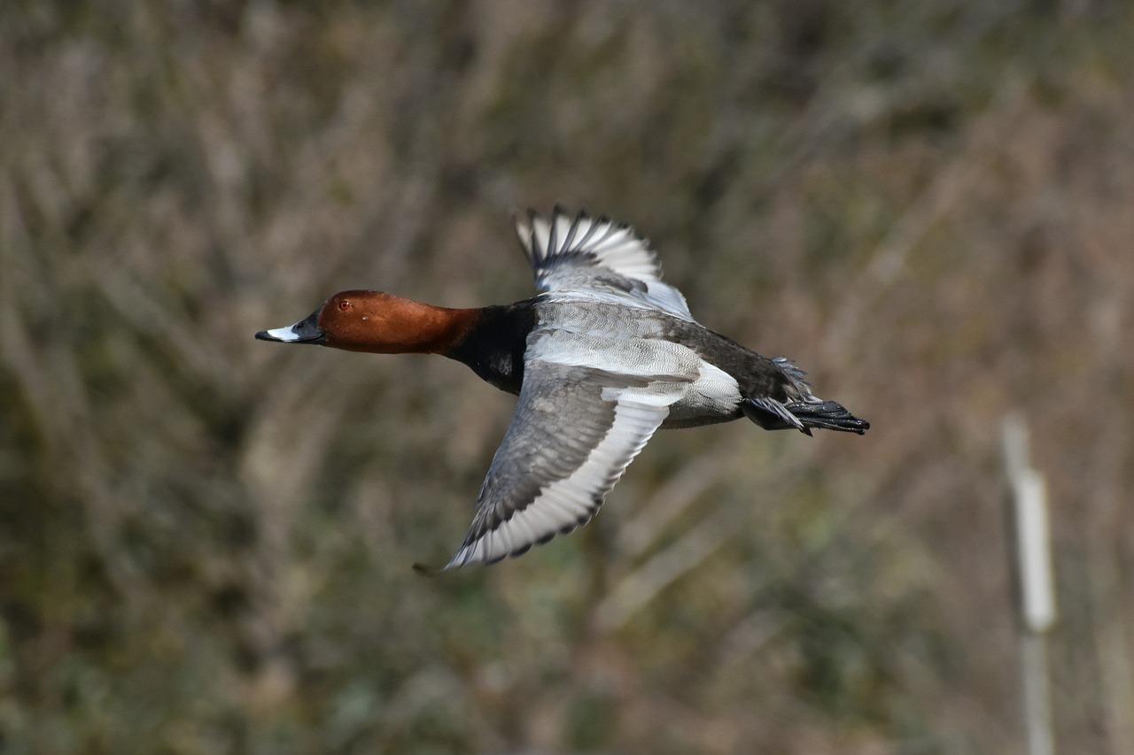 animal bird wild birds free photo